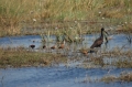 Several birds